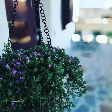 아파트 Colle Tarigni *